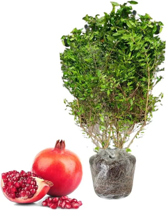 Sweet Pomegranate Tree Live Plant - 10-12" Tall, Fruiting, Zone 8-11 - Image 1