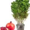 Sweet Pomegranate Tree Live Plant - 10-12" Tall, Well Rooted, Zone 8-11 - Image 1