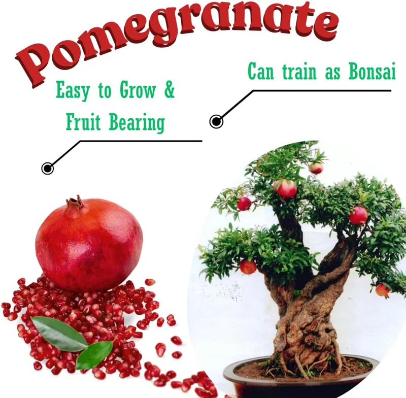 Sweet Red Pomegranate Live Plant - 1 Year Old Seedling in 4" Pot, Indoor/Outdoor - Image 2