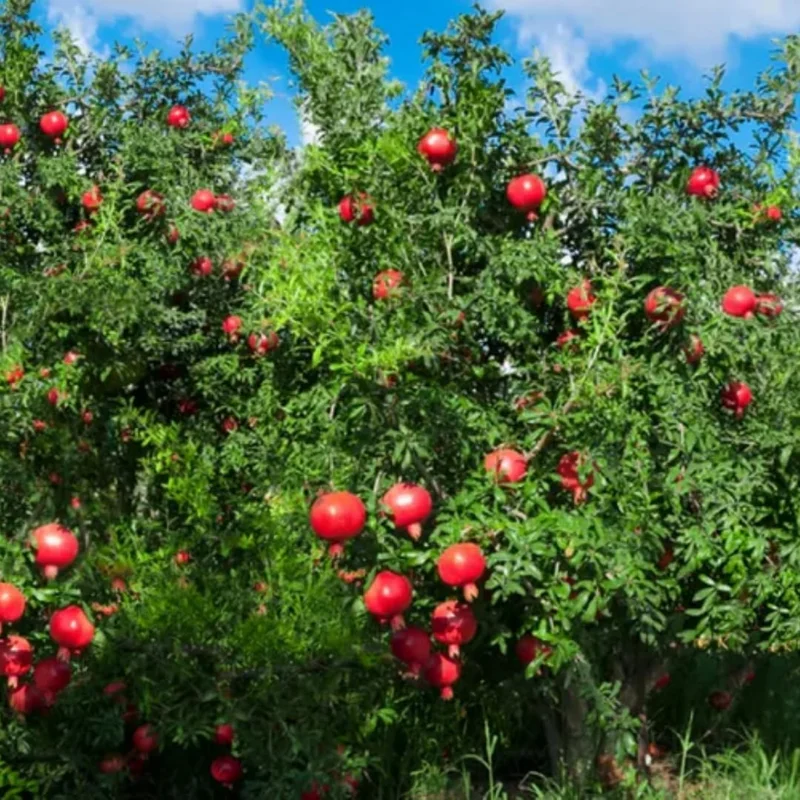 Sweet Red Pomegranate Live Plant - 1 Year Old Seedling in 4" Pot, Indoor/Outdoor - Image 3