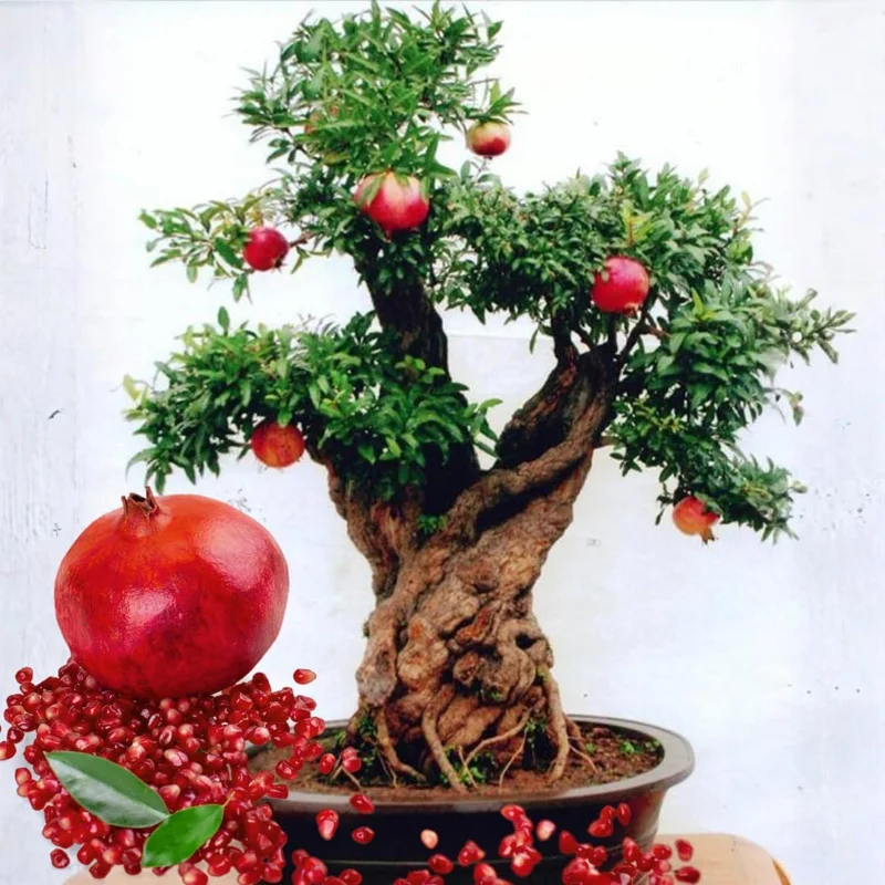 Sweet Red Pomegranate Live Plant - 1 Year Old Seedling in 4" Pot, Indoor/Outdoor - Image 1
