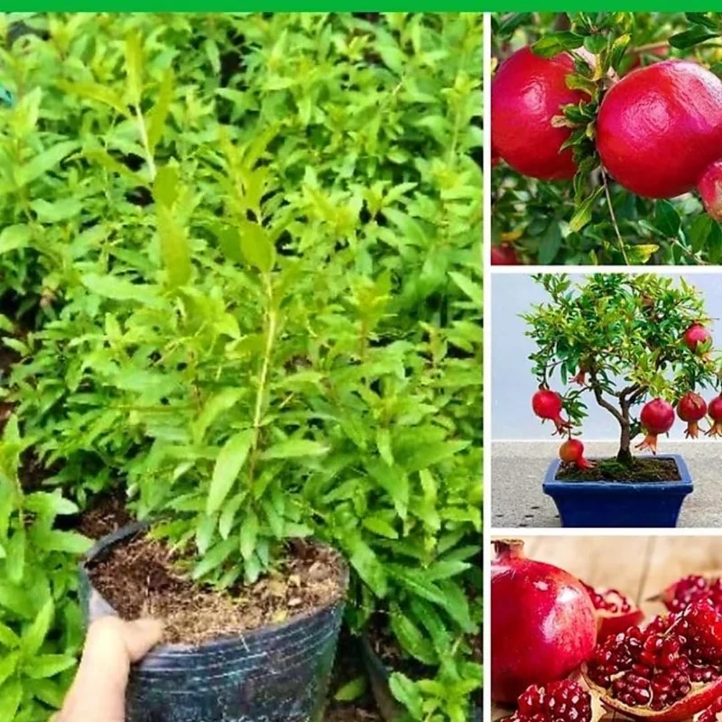 Sweet Red Pomegranate Live Plant - 1 Year Old Seedling in 4" Pot, Indoor/Outdoor - Image 5