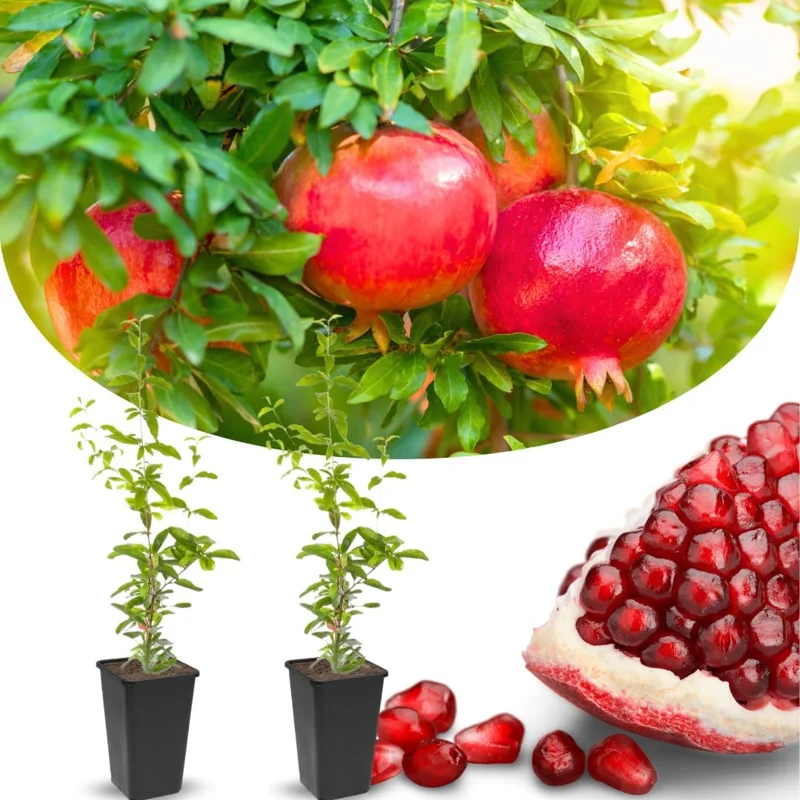 Sweet Red Pomegranate Live Plant - 1 Year Old Seedling in 4" Pot, Indoor/Outdoor - Image 6