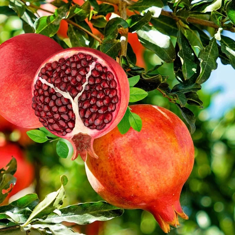 Sweet Red Pomegranate Live Plant - 1 Year Old Seedling in 4" Pot, Indoor/Outdoor - Image 8