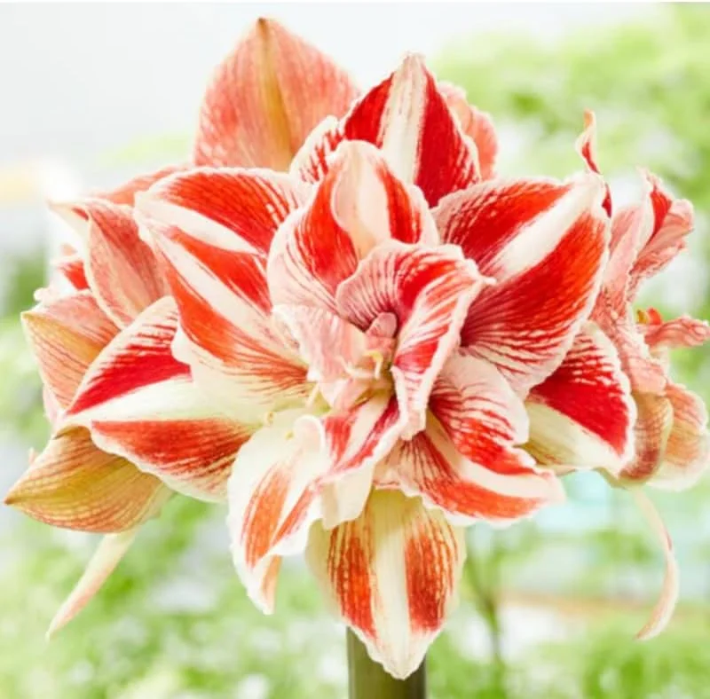 Sweet White Red Waxed Amaryllis Bulb - Holiday Decor, Easy Indoor Plant, 18-24 in - Image 1