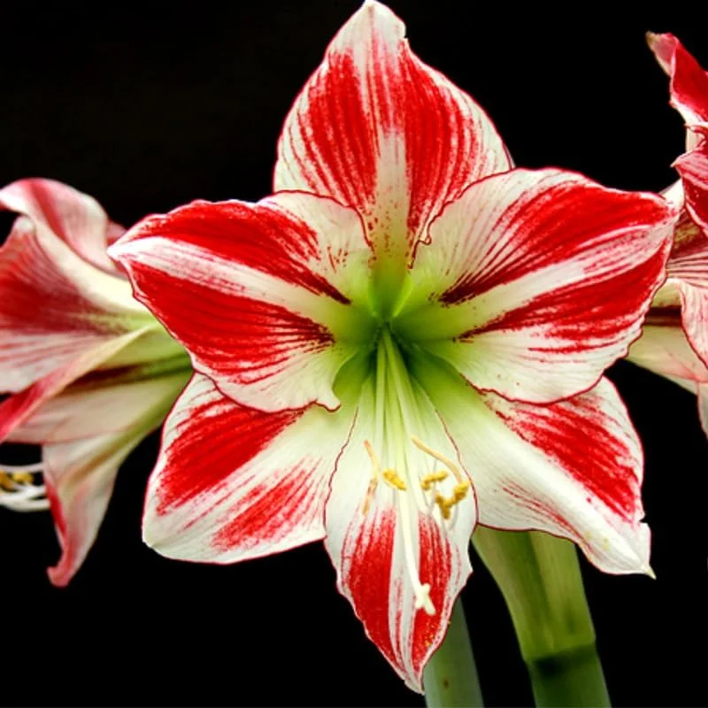 Sweet White Red Waxed Amaryllis Bulb - Holiday Decor, Easy Indoor Plant, 18-24 in - Image 2