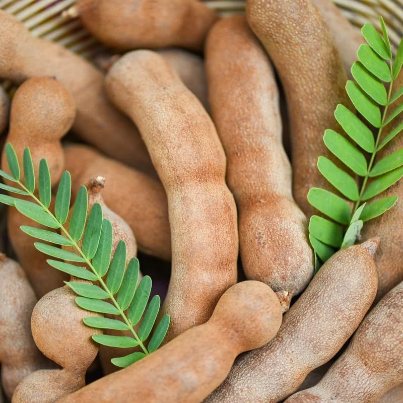 Tamarind Tree Live Plant, 6-8 Inch Tropical Fruit Perennial, Tamarindus indica - Image 2