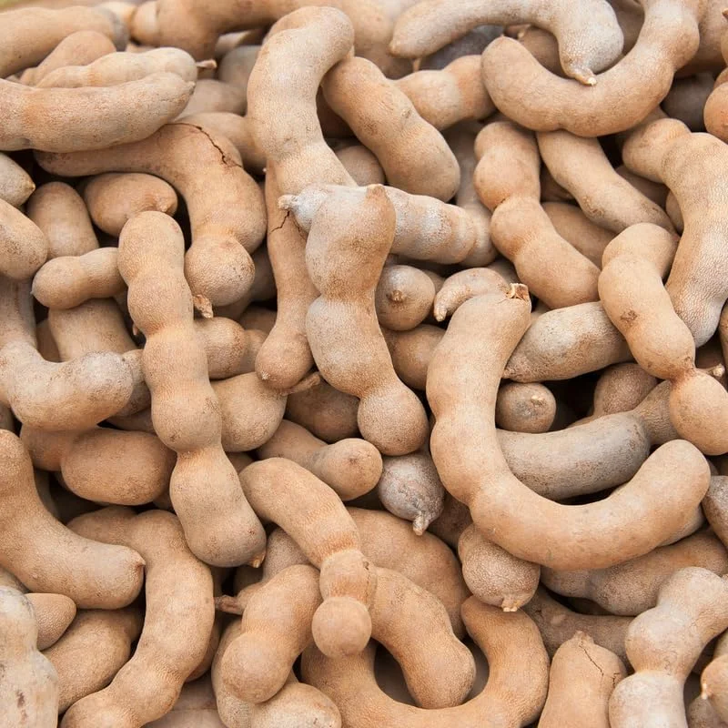 Tamarind Tree Live Plant, 6-8 Inch Tropical Fruit Perennial, Tamarindus indica - Image 3