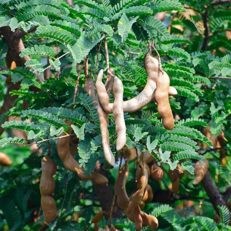 Tamarind Tree Live Plant, 6-8 Inch Tropical Fruit Perennial, Tamarindus indica - Image 4