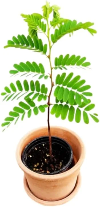 Tamarind Tree Live Plant, 6-8 Inch Tropical Fruit Perennial, Tamarindus indica - Image 5