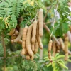 Tamarind Tree Live Plant, 6-8 Inch Tropical Fruit Perennial, Tamarindus indica - Image 1
