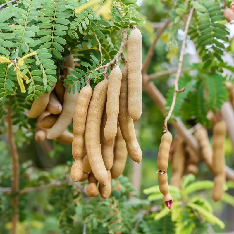 Tamarind Tree Live Plant, 6-8 Inch Tropical Fruit Perennial, Tamarindus indica - Image 1