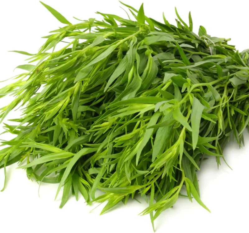 Tarragon Herb Plant Live - Pack of 2, Ready to Grow, 5-9 Inch Tall - Image 4