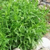 Tarragon Live Plant - 2 Pack, 5-9 Inch Tall, Ready to Grow Herb for Culinary Use - Image 1