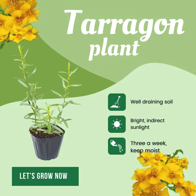 Tarragon Live Plant, Pack of 2, 5-9 Inch Tall Herb for Culinary & Garden - Image 6