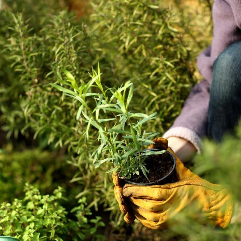 Tarragon Live Plant Set (2), 4-9" Tall Culinary Herb Garden Perennial - Image 4