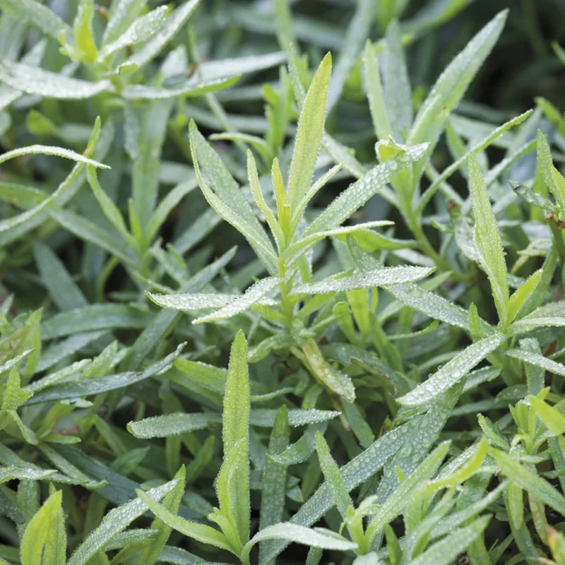 Tarragon Live Plants - Pack of 2 - Herb for Culinary & Garden Needs, 5-9 Inch Tall - Image 3
