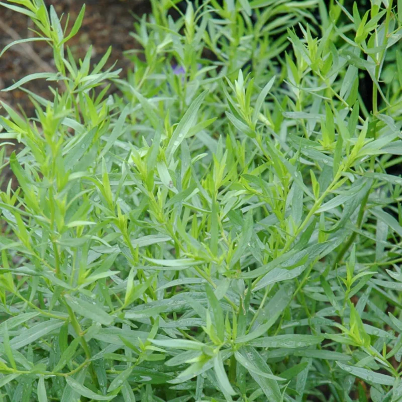 Tarragon Live Plants - Pack of 2 - Herb for Culinary & Garden Needs, 5-9 Inch Tall - Image 5