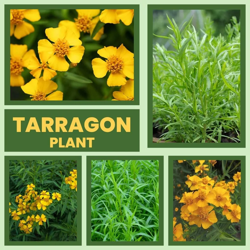Tarragon Live Plants - Pack of 2 - Herb for Culinary & Garden Needs, 5-9 Inch Tall - Image 7