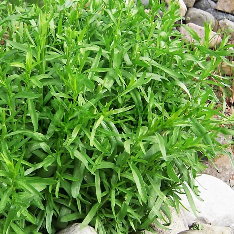 Tarragon Live Plants - Pack of 2 - Herb for Culinary & Garden Needs, 5-9 Inch Tall - Image 1