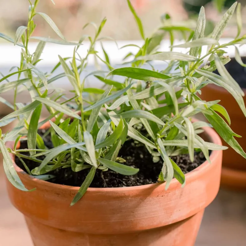 Tarragon Plants Live - 2-Pack French Herb, 5-9 Inch Tall, Ready to Grow for Culinary Gardens - Image 2