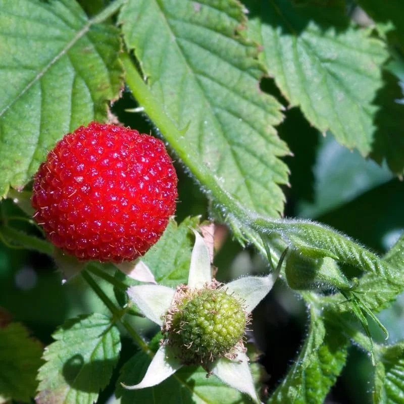 Thimbleberry Raspberry Live Plant, 6-12 Inch Tall, Sweet Fruit, Outdoor Bush - Image 1