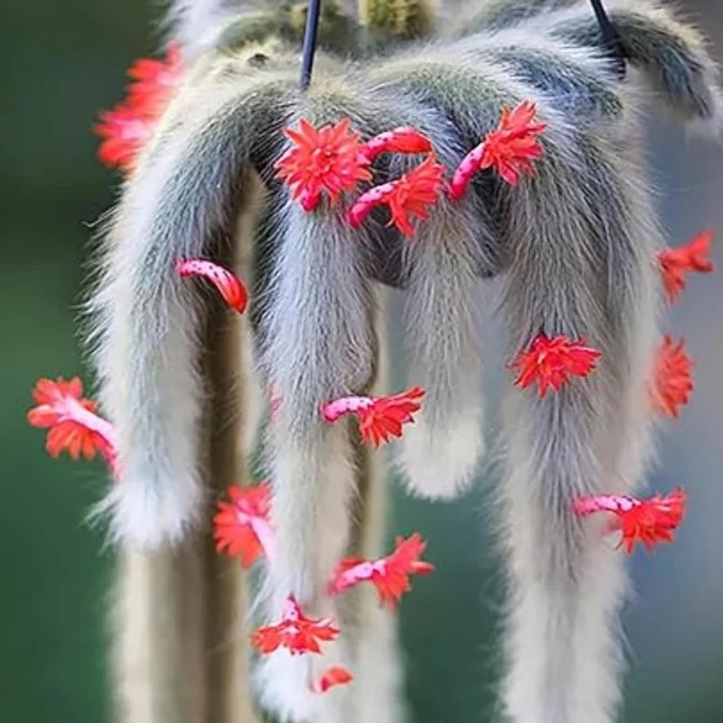 Trailing Monkey Tail Cactus Live Plant - Rare Succulent, 3-6 Inch Bareroot - Image 2