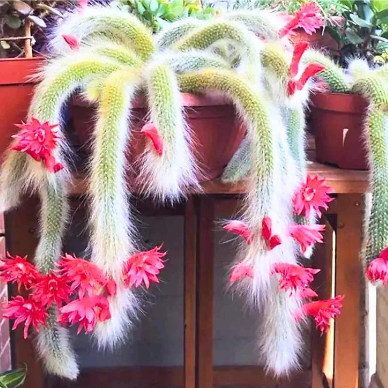 Trailing Monkey Tail Cactus Live Plant - Rare Succulent, 3-6 Inch Bareroot - Image 1