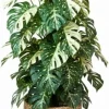 Variegated Monstera Live Plant 4-8 Inches - Rare Indoor Houseplant - Image 1