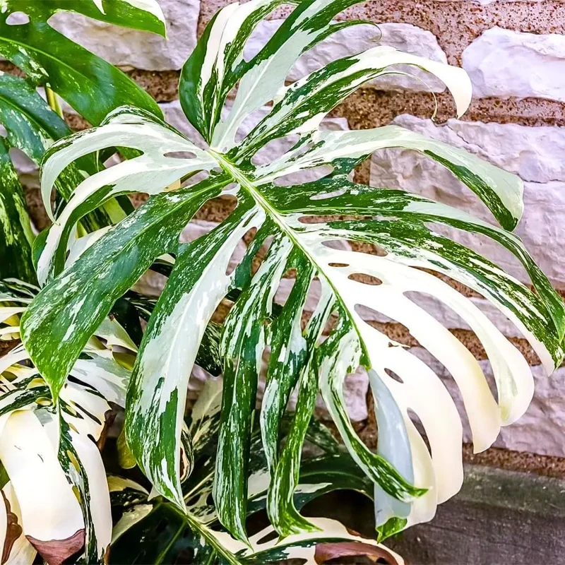 Variegated Monstera Live Plant - Rare Philodendron Houseplant, 4-8 Inches Tall - Image 2