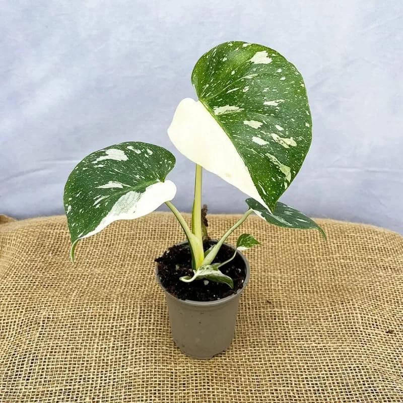 Variegated Monstera Live Plant - Rare Philodendron Houseplant, 4-8 Inches Tall - Image 4