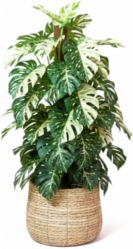 Variegated Monstera Live Plant - Rare Philodendron Houseplant, 4-8 Inches Tall - Image 1