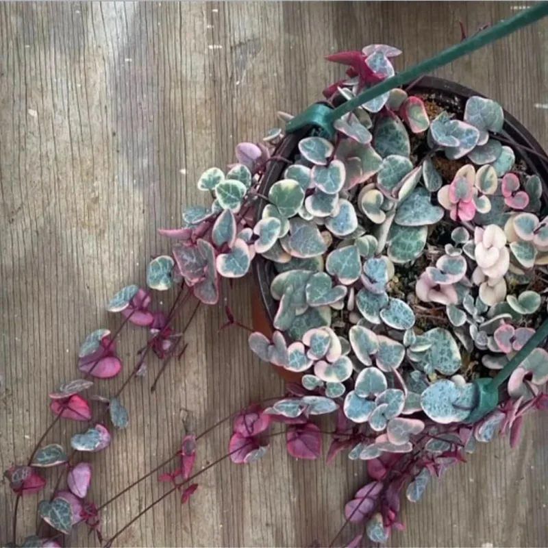 Variegated String of Hearts Live Plant - Ceropegia Woodii Succulent, 2.5 Inch Pot, Indoor - Image 2