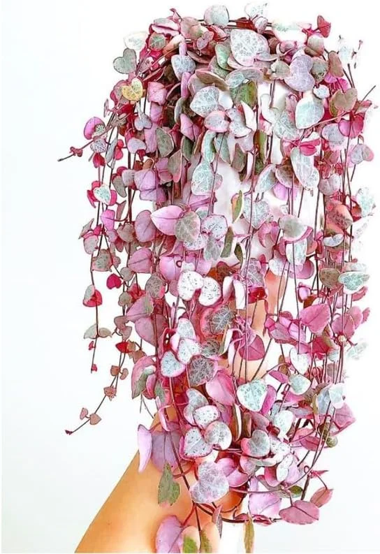 Variegated String of Hearts Live Plant - Ceropegia Woodii - 2.5" Pot - Indoor Trailing Succulent Vine - Image 2
