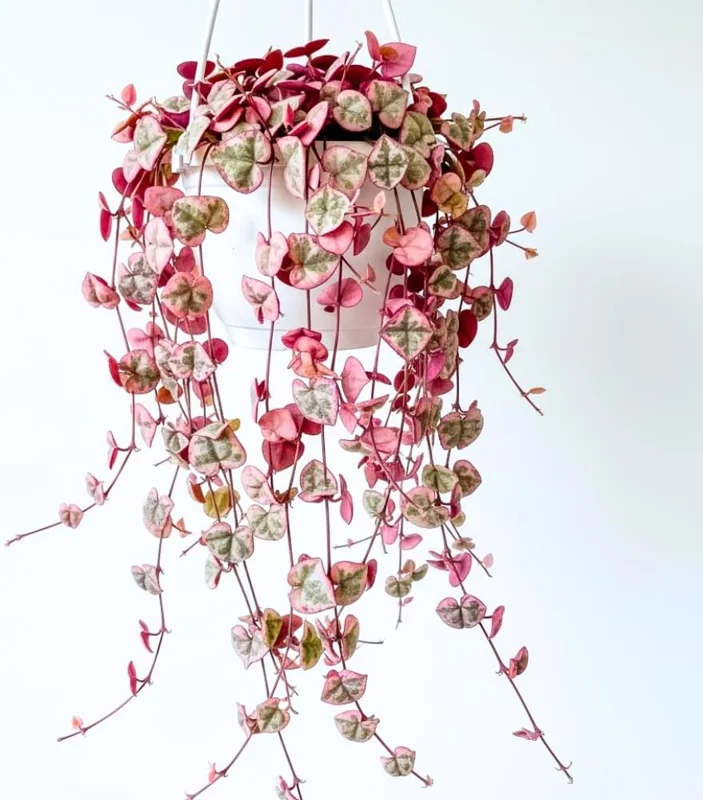 Variegated String of Hearts Live Plant Ceropegia Woodii, 2.5-inch Pot, Indoor Trailing Succulent - Image 2