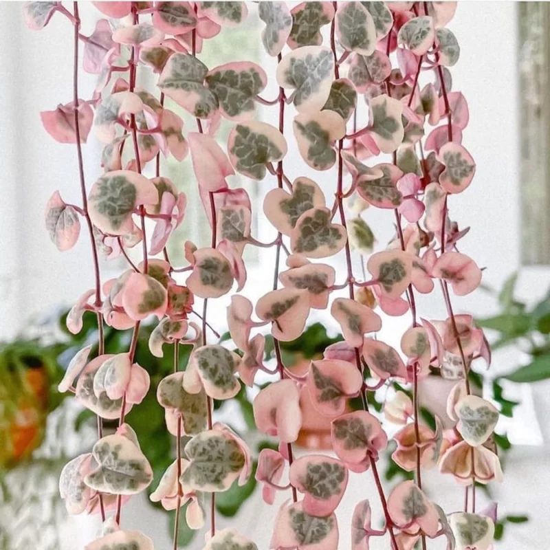 Variegated String of Hearts Live Plant, Ceropegia Woodii, Trailing Succulent Indoor Houseplant - Image 2