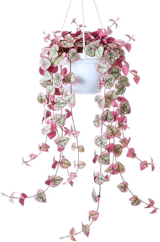 Variegated String of Hearts Live Plant - Ceropegia Woodii - 2.5" Pot - Indoor Trailing Succulent Vine - Image 1