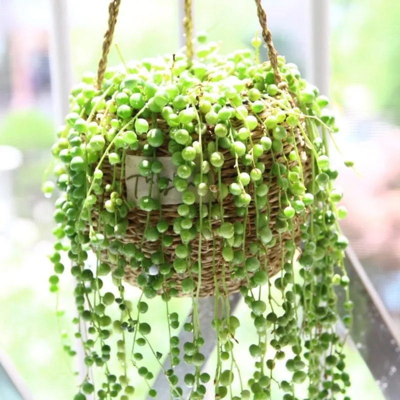 Variegated String of Hearts Live Plant Ceropegia Woodii, 2.5-inch Pot, Indoor Trailing Succulent - Image 1