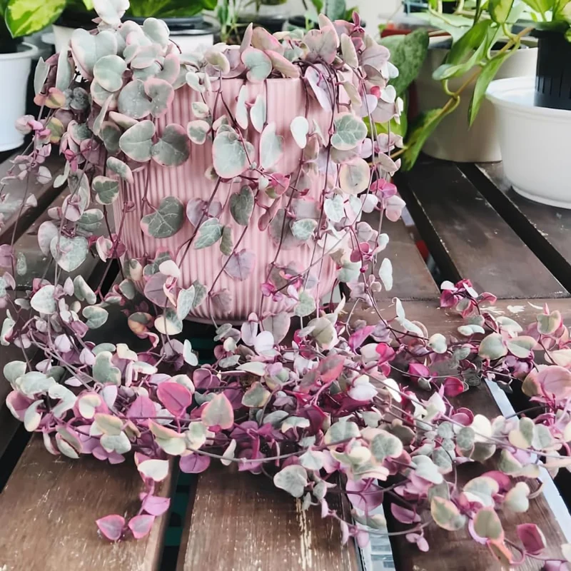 Variegated String of Hearts Live Plant - Ceropegia Woodii Succulent, 2.5 Inch Pot, Indoor - Image 1
