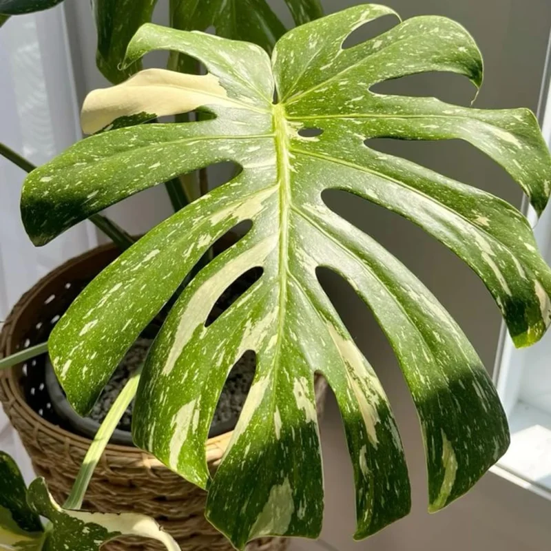 Variegated White Monstera Live Plant - Rare Indoor Houseplant, 4-8 Inches - Image 5