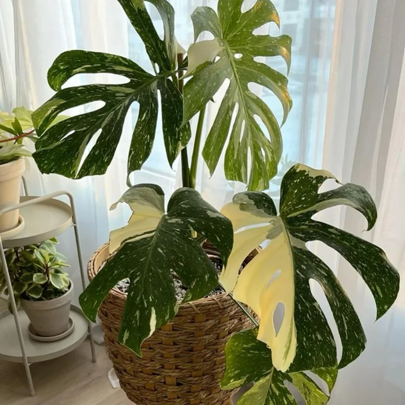Variegated White Monstera Live Plant - Rare Indoor Houseplant, 4-8 Inches - Image 6
