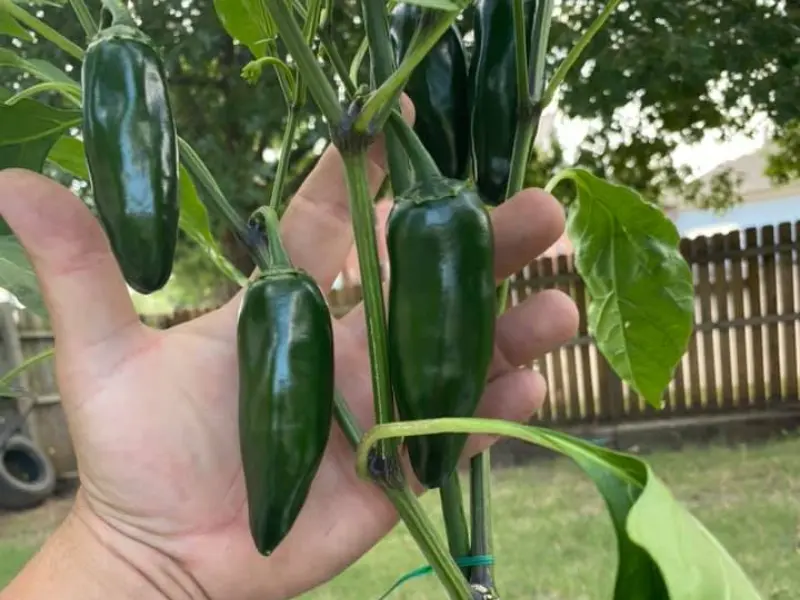 Master the Heat: 8 Expert Tips for Growing Jalapeños Like a Pro