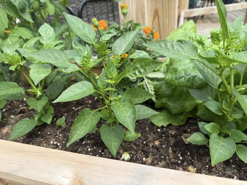 Master the Heat: 8 Expert Tips for Growing Jalapeños Like a Pro