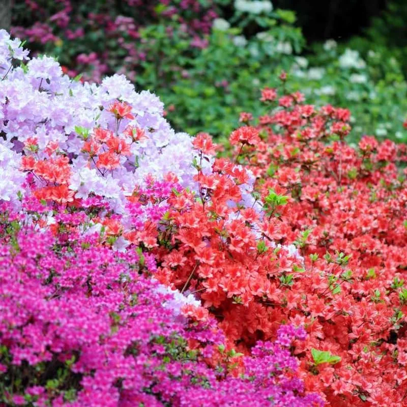 White Azalea Live Plant - Rhododendron Flowering Shrub, 10 Inches Tall, Outdoor - Image 2