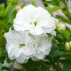 White Azalea Live Plant - Rhododendron Flowering Shrub, 10 Inches Tall, Outdoor - Image 1