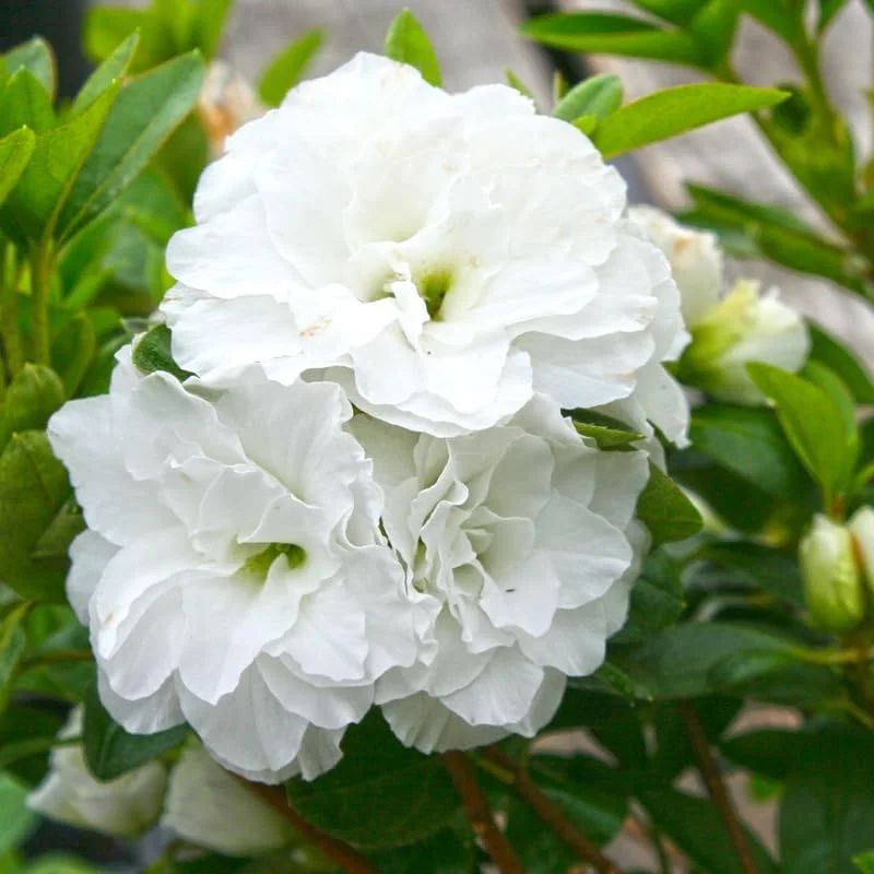 White Azalea Live Plant - Rhododendron Flowering Shrub, 10 Inches Tall, Outdoor - Image 1