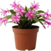 White Christmas Cactus Live Plant - 2 Inch Pot, Holiday Succulent Houseplant - Image 1