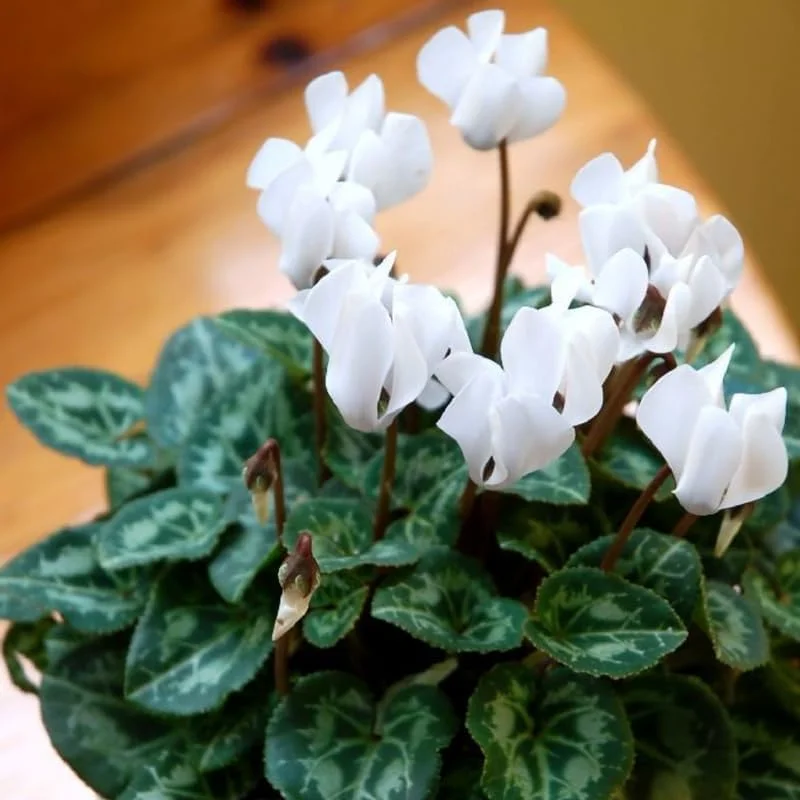 White Cyclamen Live Plant - 4 inch Pot - Vibrant Winter Blooms - Indoor/Outdoor - Image 2