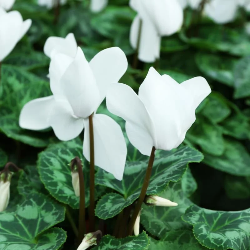 White Cyclamen Live Plant - 4 inch Pot - Vibrant Winter Blooms - Indoor/Outdoor - Image 3