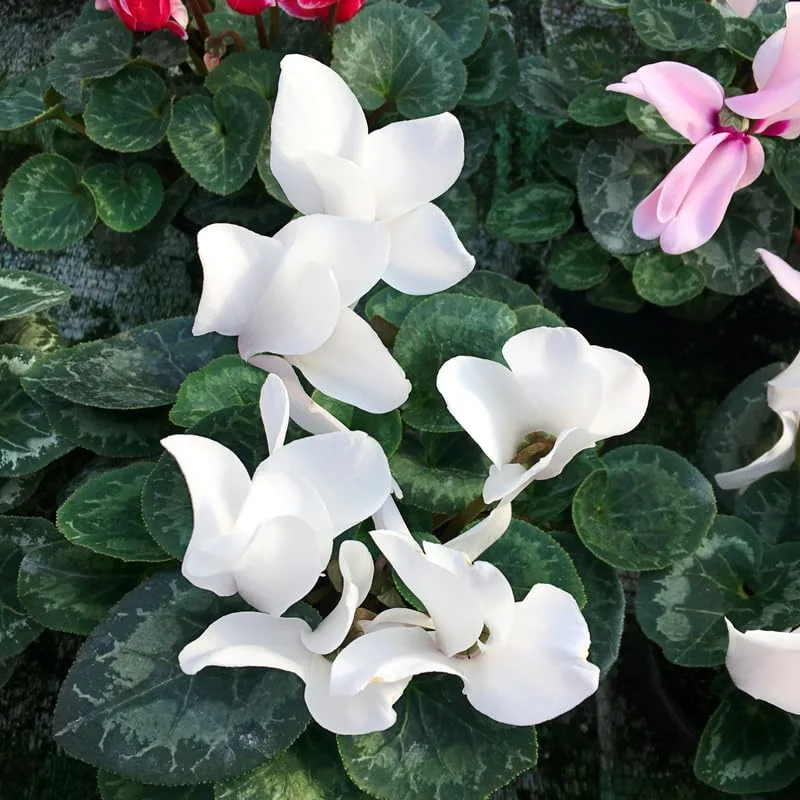 White Cyclamen Live Plant - 4 inch Pot - Vibrant Winter Blooms - Indoor/Outdoor - Image 4